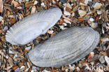 White Piddock (Barnea candida)