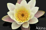 White Waterlily (Nymphaea alba)