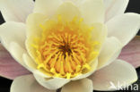 White Waterlily (Nymphaea alba)