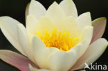 Witte waterlelie (Nymphaea alba)