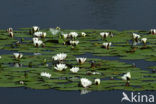 Witte waterlelie (Nymphaea alba)