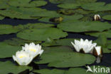 White Waterlily (Nymphaea alba)