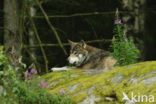 Wolf (Canis lupus)