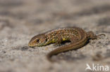 Sand Lizard (Lacerta agilis)