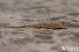 Sand Lizard (Lacerta agilis)