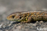 Sand Lizard (Lacerta agilis)