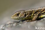 Sand Lizard (Lacerta agilis)