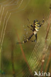 wasp spider (Argiope bruennichi)