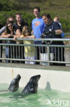 Seal