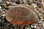 Abalone
