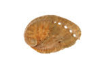 Zeeoor (Haliotis tuberculata lamellosa)