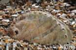 Abalone