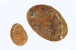 Zeeoor (Haliotis tuberculata lamellosa)