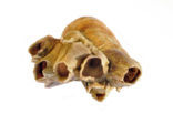 Acorn barnacle (Megabalanus tintinnabulum)