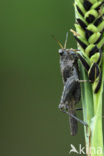 Zeggedoorntje (Tetrix subulata)