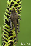 Zeggedoorntje (Tetrix subulata)