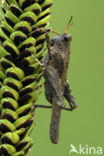 Slender Groundhopper (Tetrix subulata)