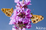 Zilveren maan (Boloria selene) 