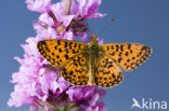 Zilveren maan (Boloria selene) 