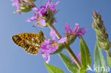 Zilveren maan (Boloria selene) 