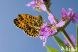 Zilveren maan (Boloria selene) 