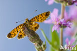 Zilveren maan (Boloria selene) 