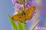 Zilveren maan (Boloria selene) 