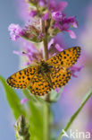 Zilveren maan (Boloria selene) 