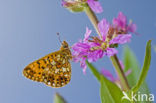 Small Pearl-Bordered Fritillary (Boloria selene)