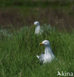 Zilvermeeuw (Larus argentatus)