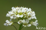 Alpine Pennycress (Thlaspi caerulescens)