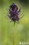 Zwartblauwe rapunzel (Phyteuma spicatum ssp.nigrum) 