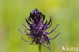 Zwartblauwe rapunzel (Phyteuma spicatum ssp.nigrum) 