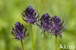 Zwartblauwe rapunzel (Phyteuma spicatum ssp.nigrum) 