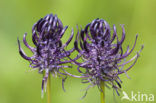 Zwartblauwe rapunzel (Phyteuma spicatum ssp.nigrum) 