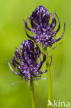 Zwartblauwe rapunzel (Phyteuma spicatum ssp.nigrum) 