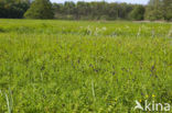 Black-horned Rampion (Phyteuma spicatum ssp.nigrum)