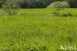 Black-horned Rampion (Phyteuma spicatum ssp.nigrum)