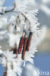 black alder (Alnus glutinosa)