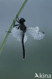 Zwarte heidelibel (Sympetrum danae)