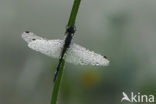 Zwarte heidelibel (Sympetrum danae)