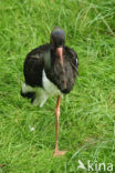 Black Stork (Ciconia nigra)