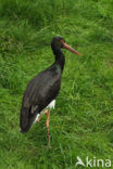 Black Stork (Ciconia nigra)