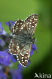 Grizzled Skipper (Pyrgus malvae)