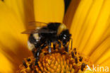Buff-tailed bumblebee (Bombus terrestris)