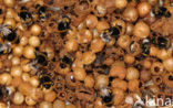 Buff-tailed bumblebee (Bombus terrestris)