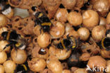 Buff-tailed bumblebee (Bombus terrestris)