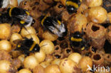 Buff-tailed bumblebee (Bombus terrestris)