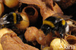 Buff-tailed bumblebee (Bombus terrestris)