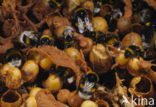 Buff-tailed bumblebee (Bombus terrestris)